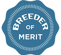 AKC Breeder of Merit