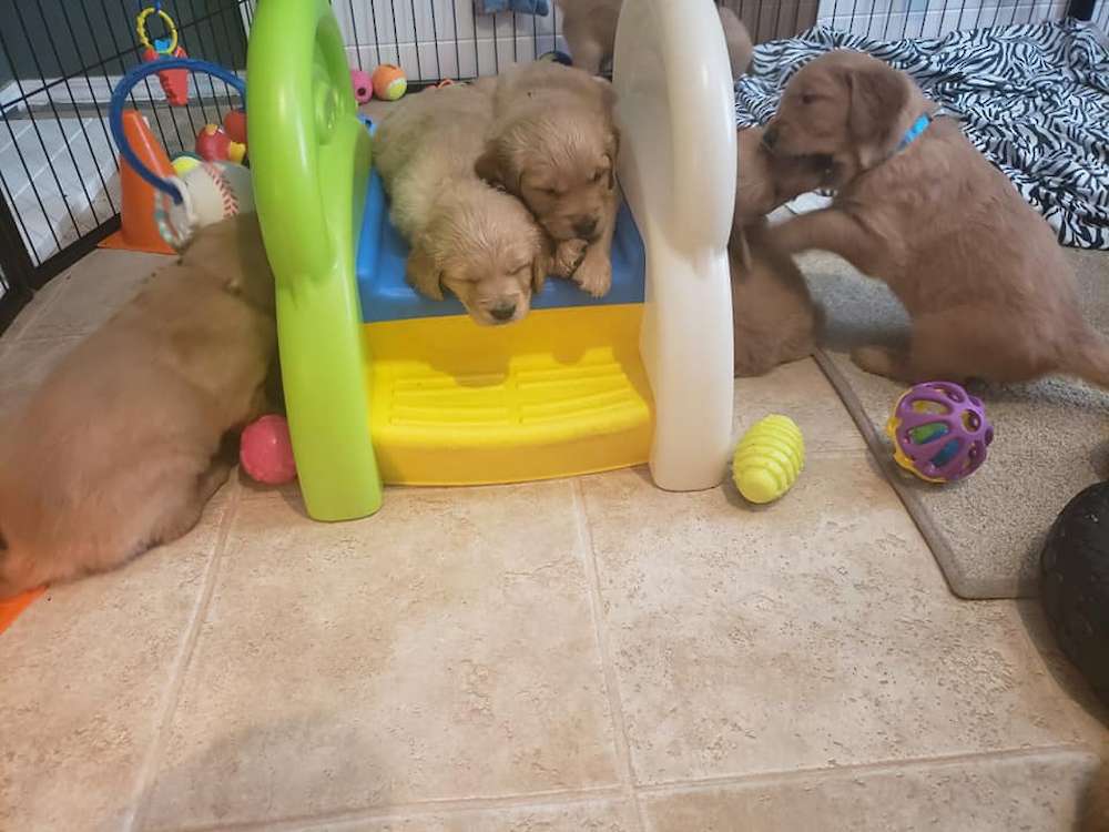 Five week old puppies - video