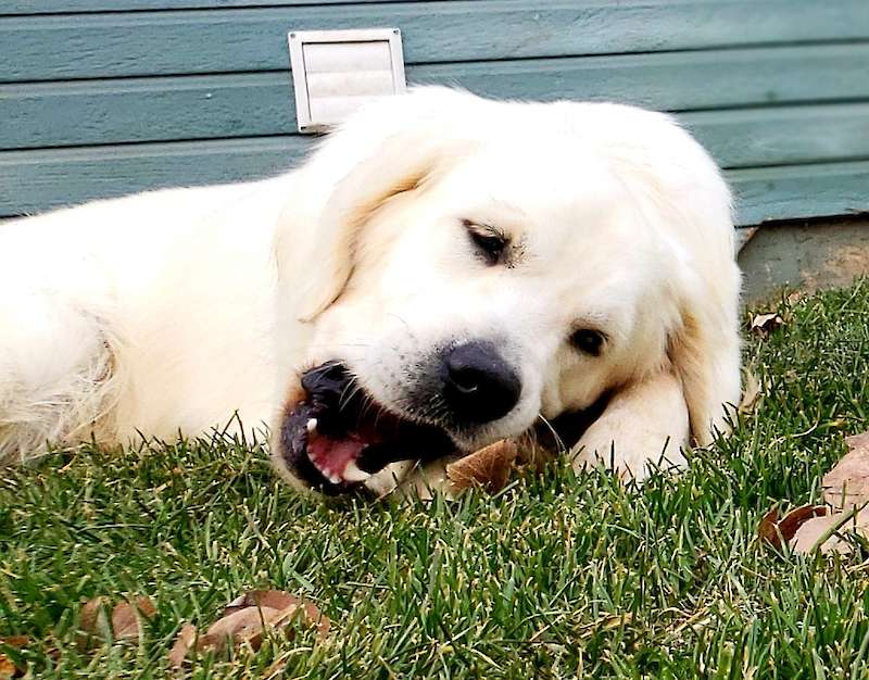Jasper has been placed in a guardian home
